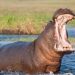 Hippopotamus Incursions Plague Gombe Farmers with Mounting Losses